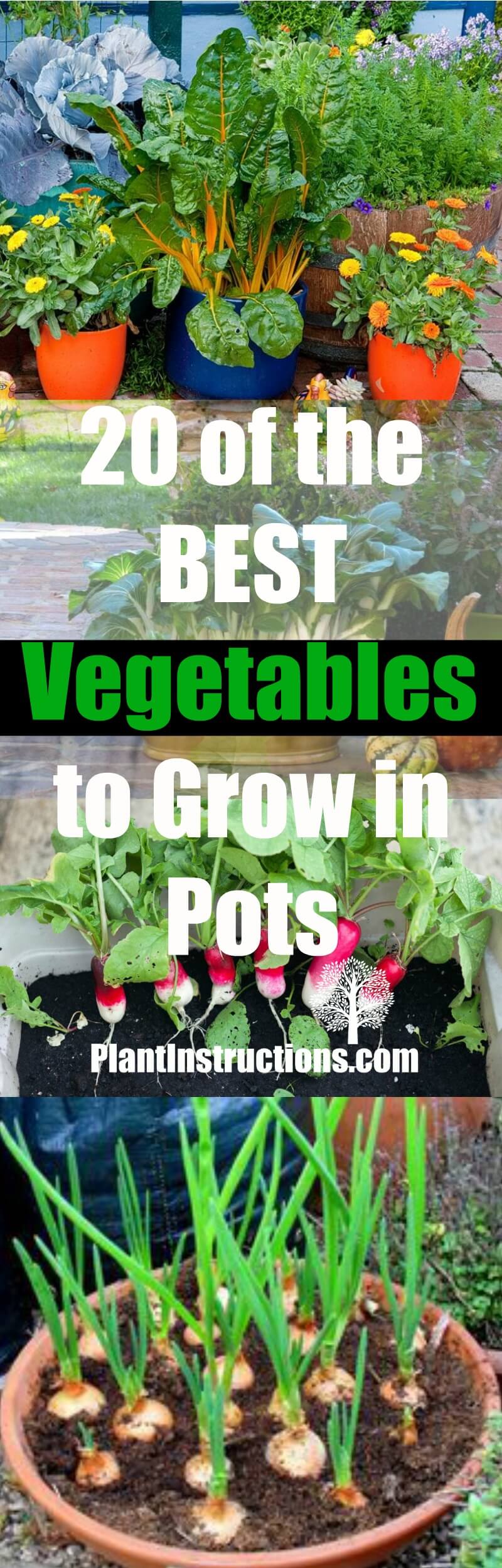 20 Best Vegetables to Grow in Pots Plant Instructions