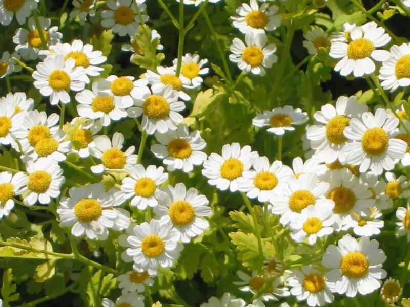 12 Medicinal Plants to Grow at Home