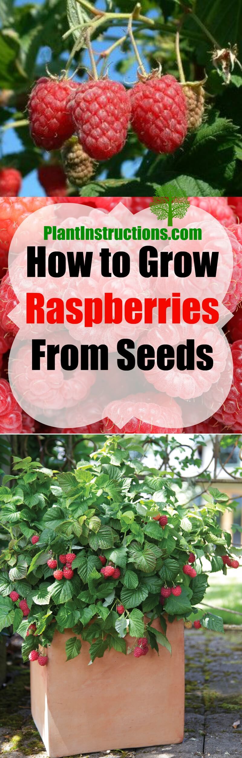 How To Grow Raspberries From Seeds Plant Instructions