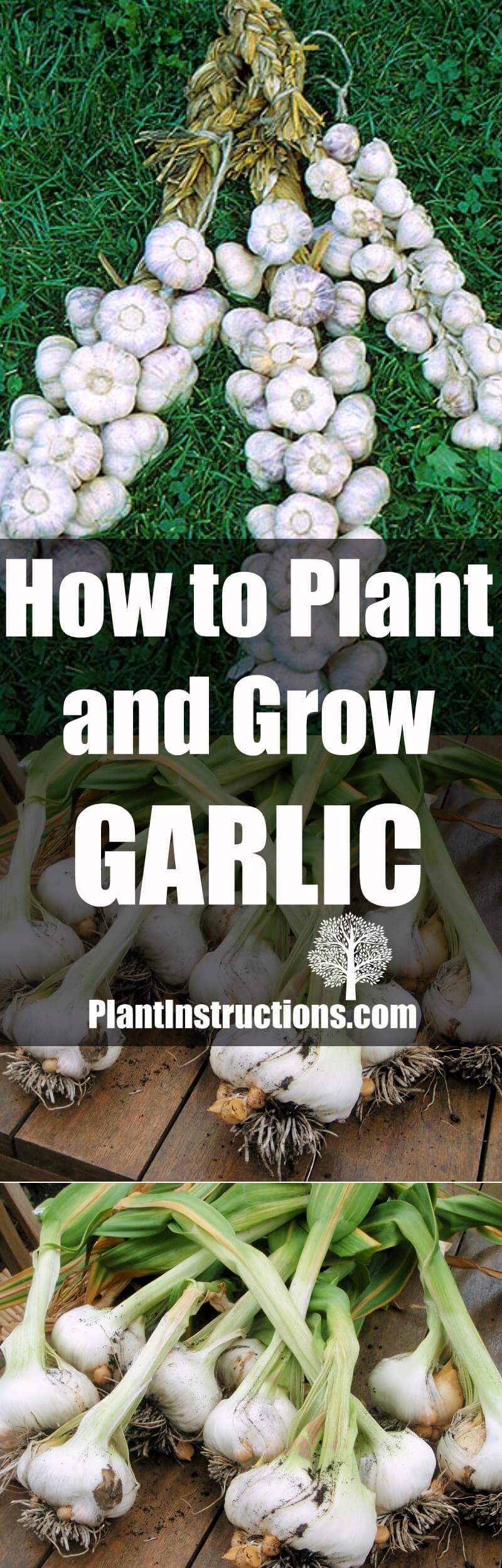 How to Plant and Grow Garlic - Plant Instructions