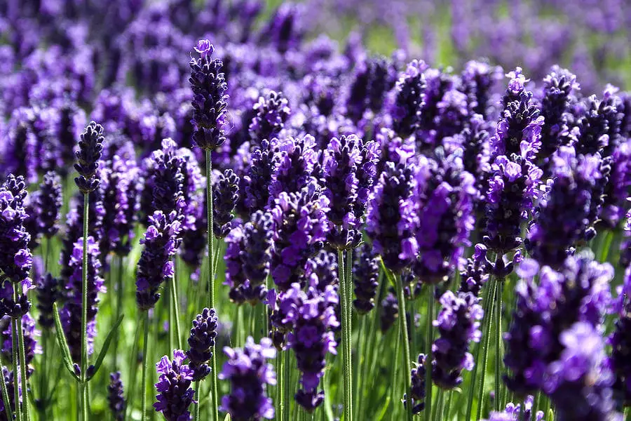 How to Grow Lavender in Florida