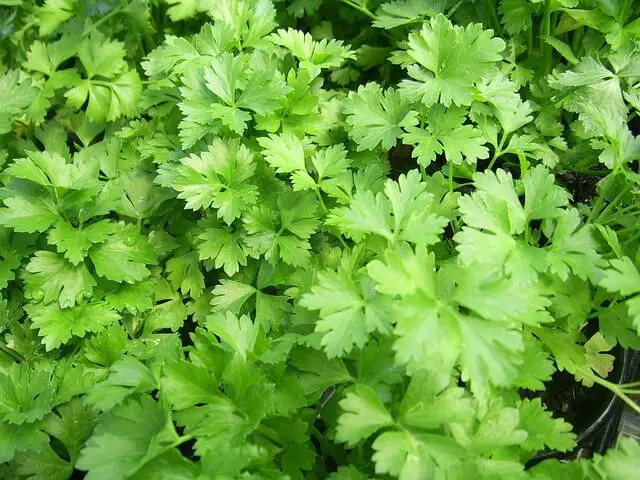 how to grow Parsley indoors