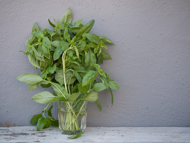 Basbasil regrow