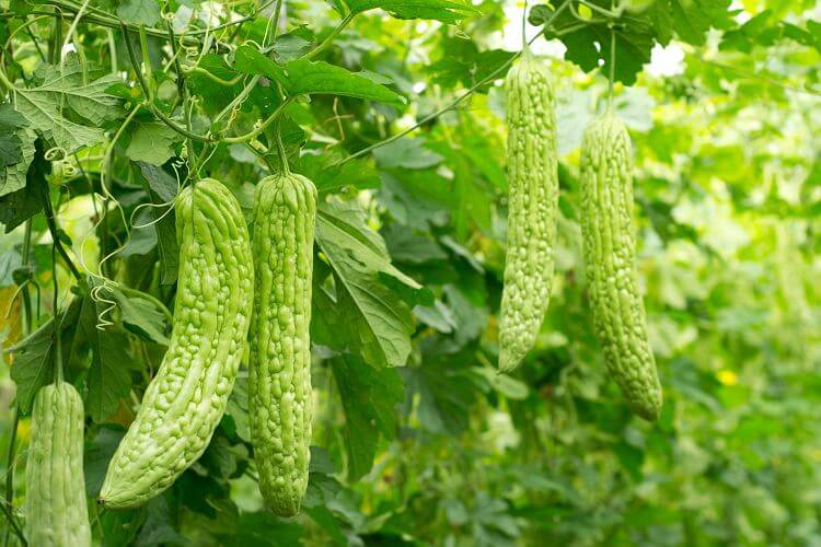 bitter melon in pot