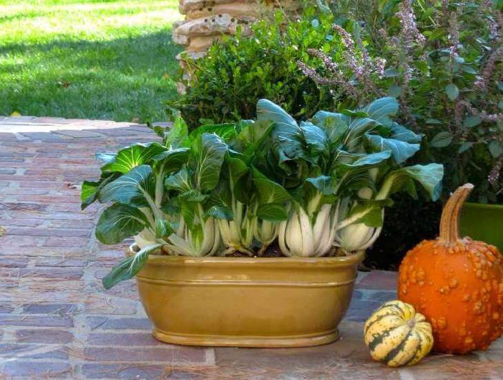 bok choy in pot