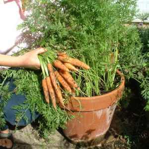 carrots in pot