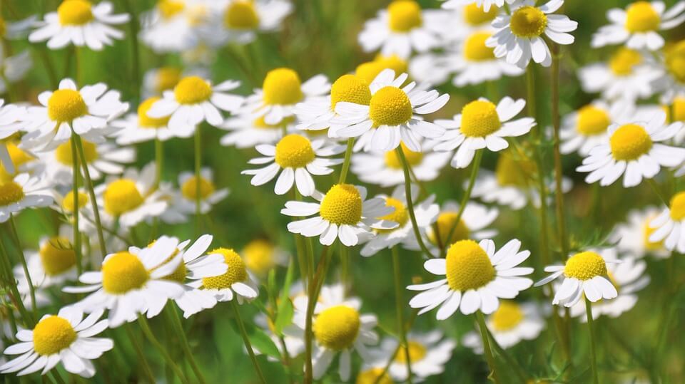 chamomile in field