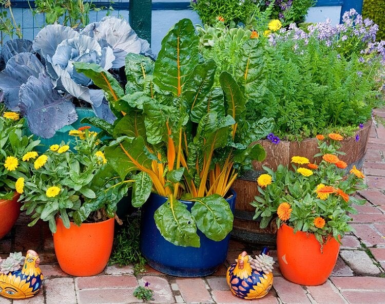 chard in pot