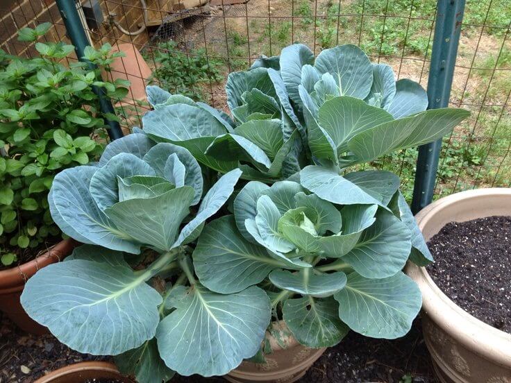 collard greens in pot