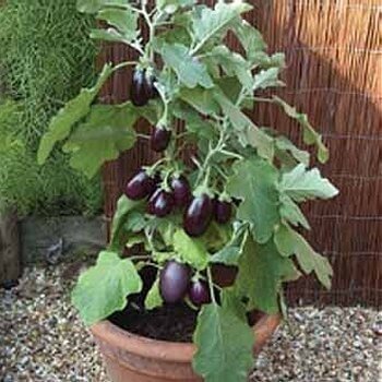 eggplant in a pot