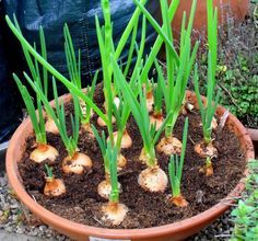 garlic in pot