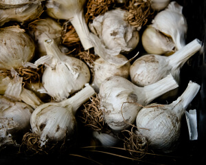 How to Plant and Grow Garlic