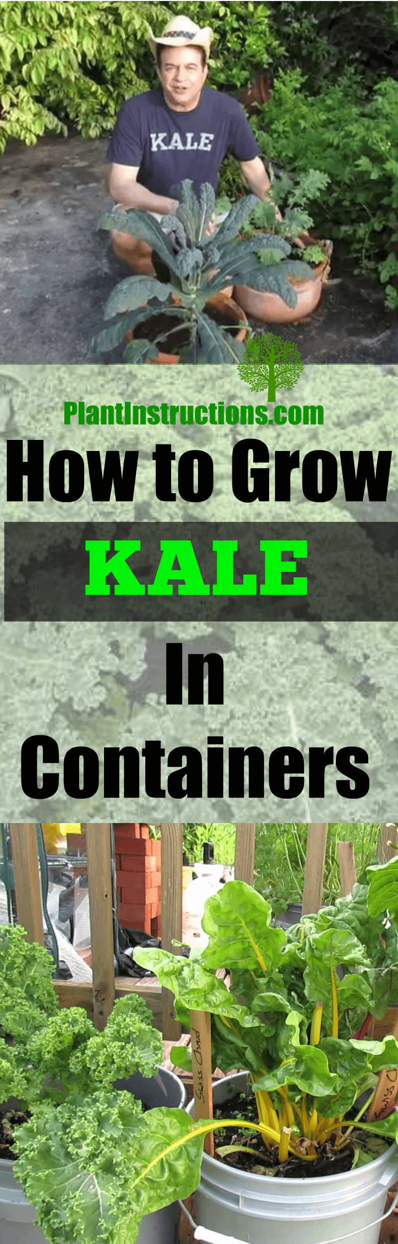 grow kale in containers