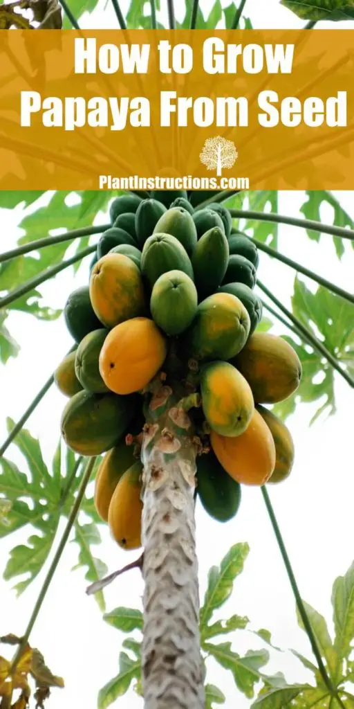 How To Grow Papaya From Seed Plant Instructions