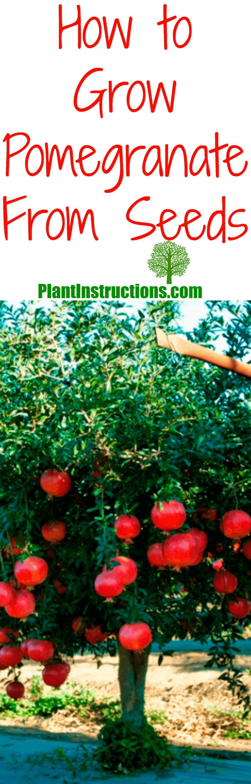 grow pomegranate from seed