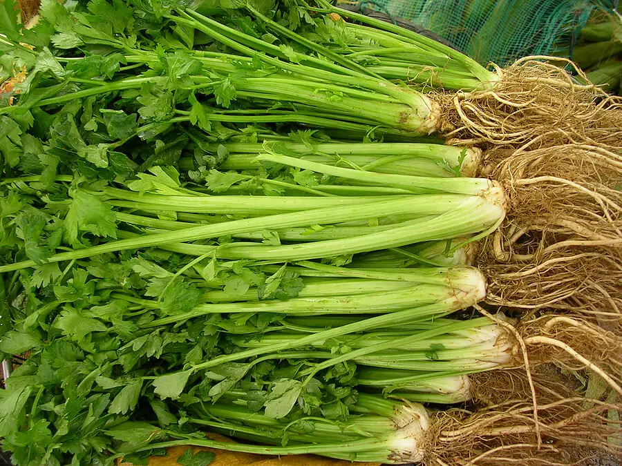 harvested celery