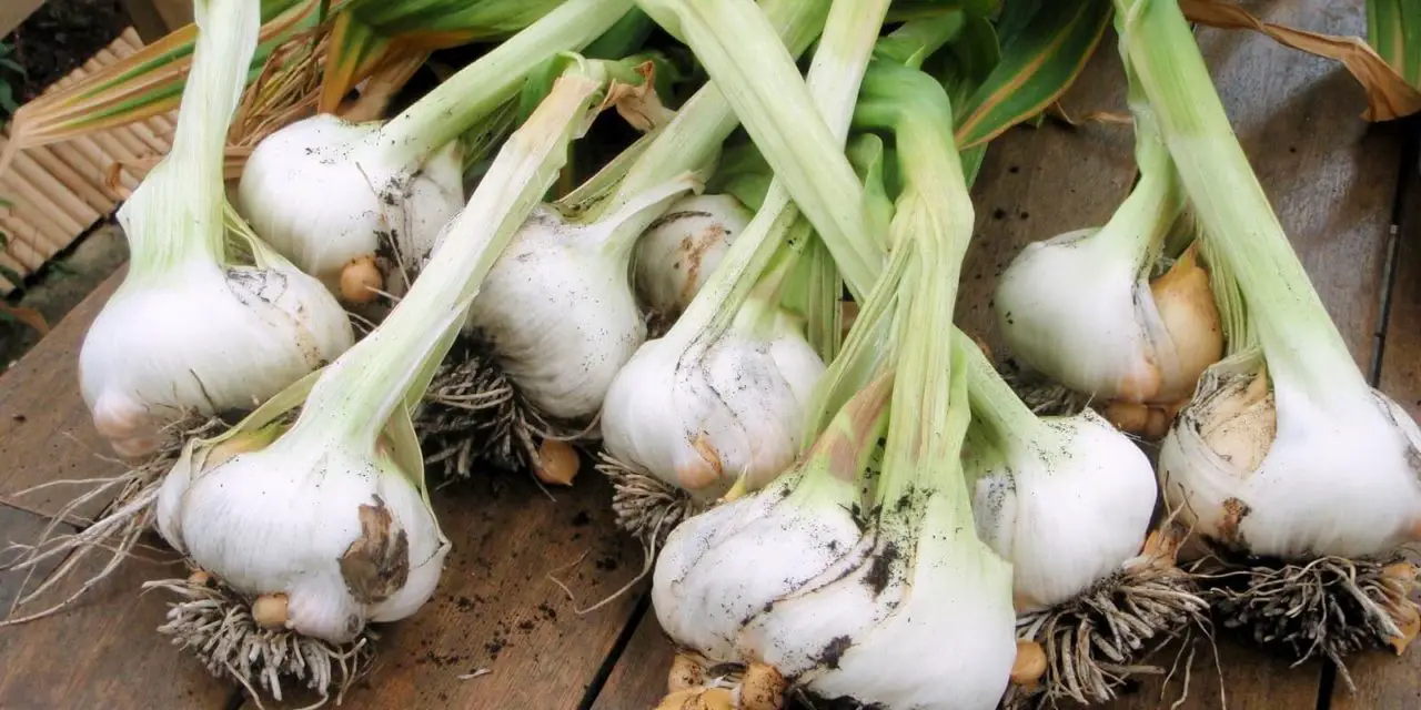 When to Plant Garlic in Ontario
