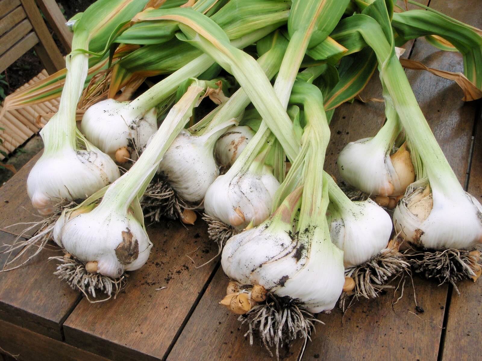 harvested garlic