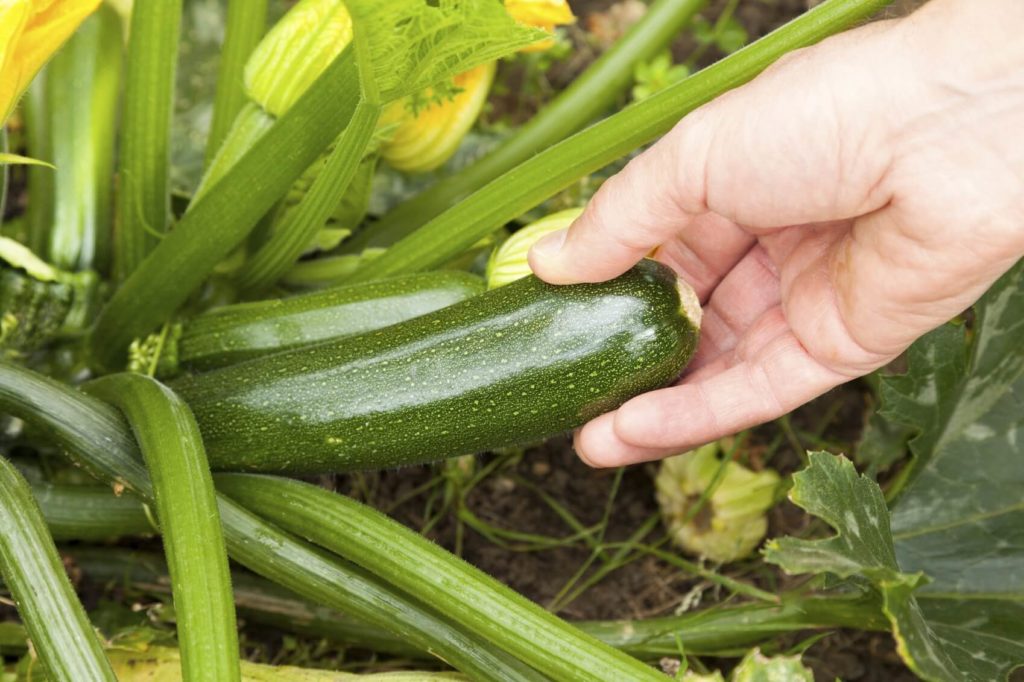 harvesting zucchini