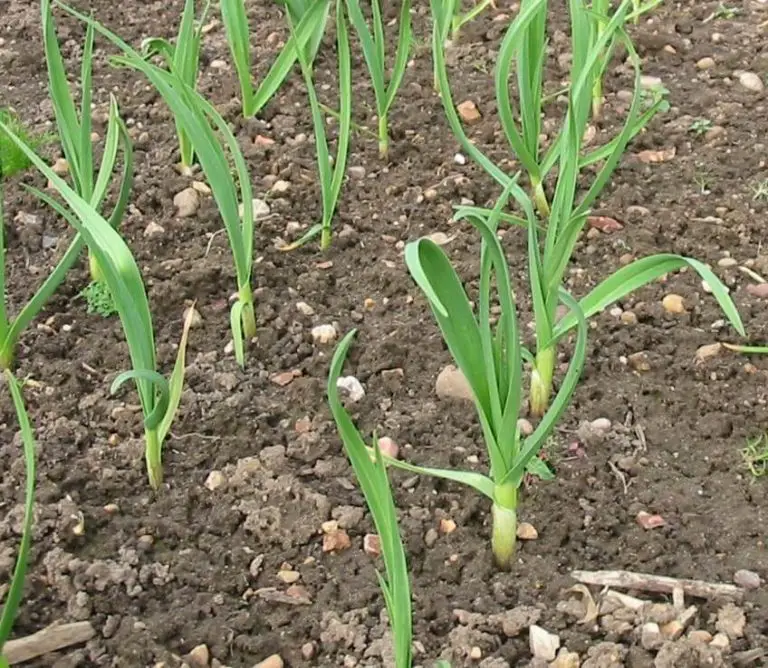 How to Plant and Grow Garlic - Plant Instructions