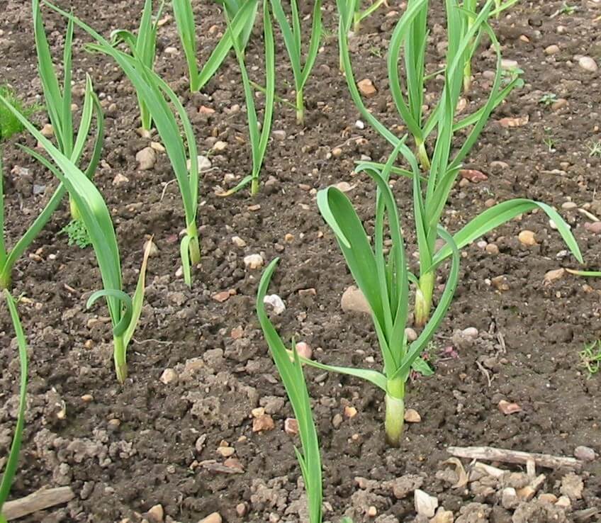 What not to plant with garlic information