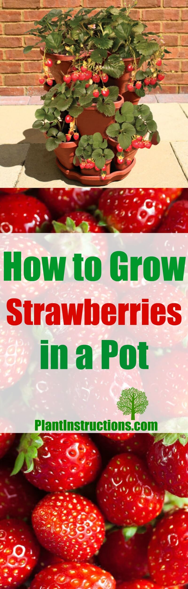 How To Grow Strawberries In A Pot Plant Instructions