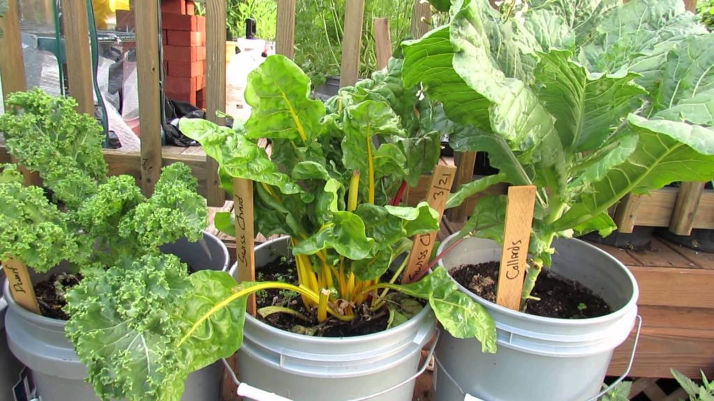 kale in containers