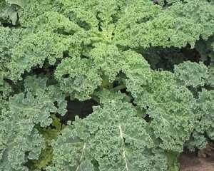 kale plant