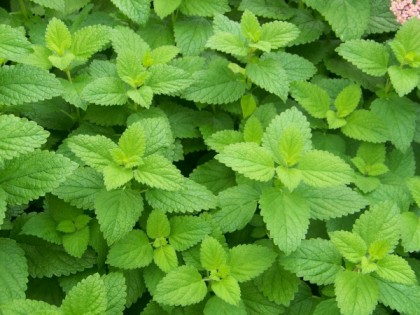 lemon balm