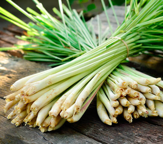 lemongrass