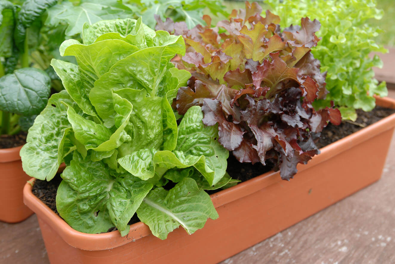 lettuce in container