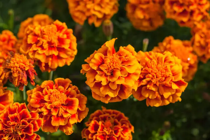 marigold