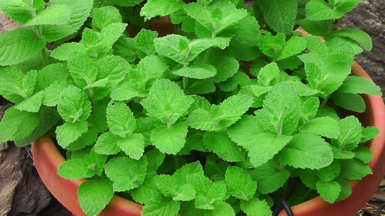 mint in a pot