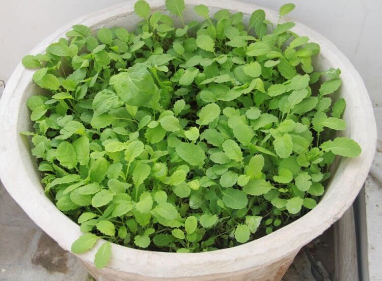 mustard greens in pot