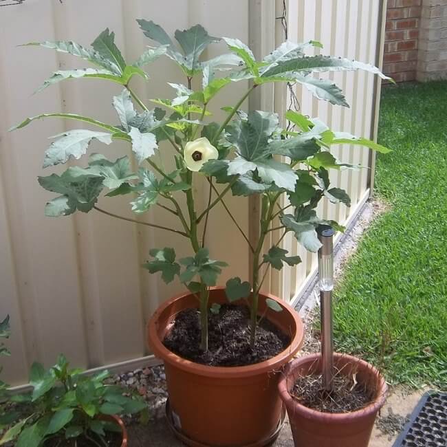 okra in pot