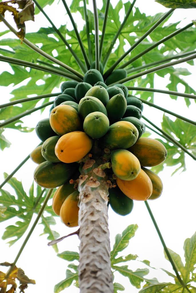 papaya tree