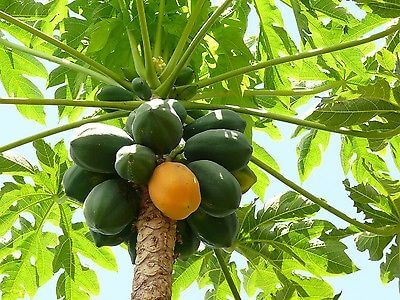 papayas in tree