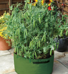 peas in pot