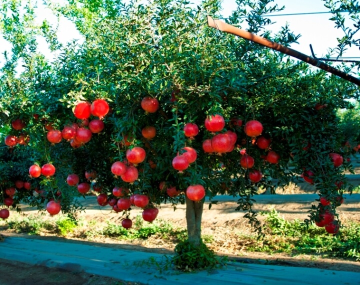 pomegranate tree