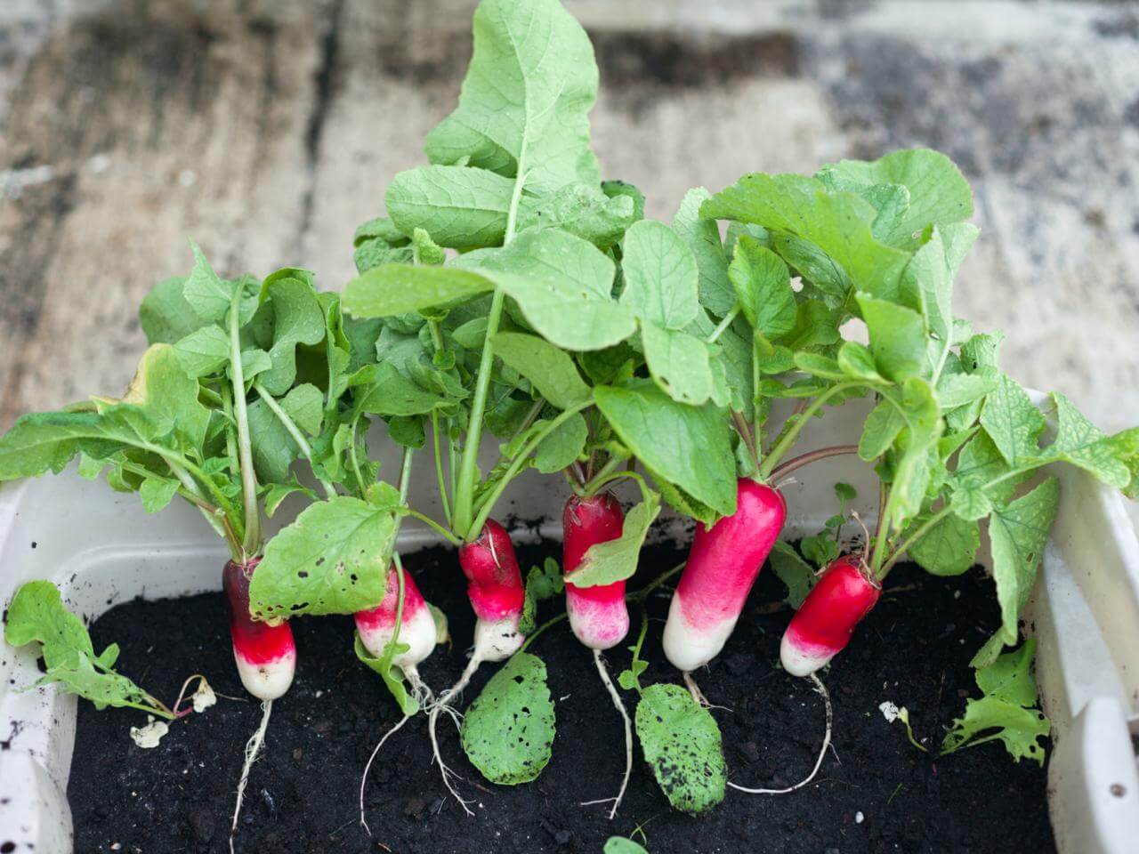 radishes in container