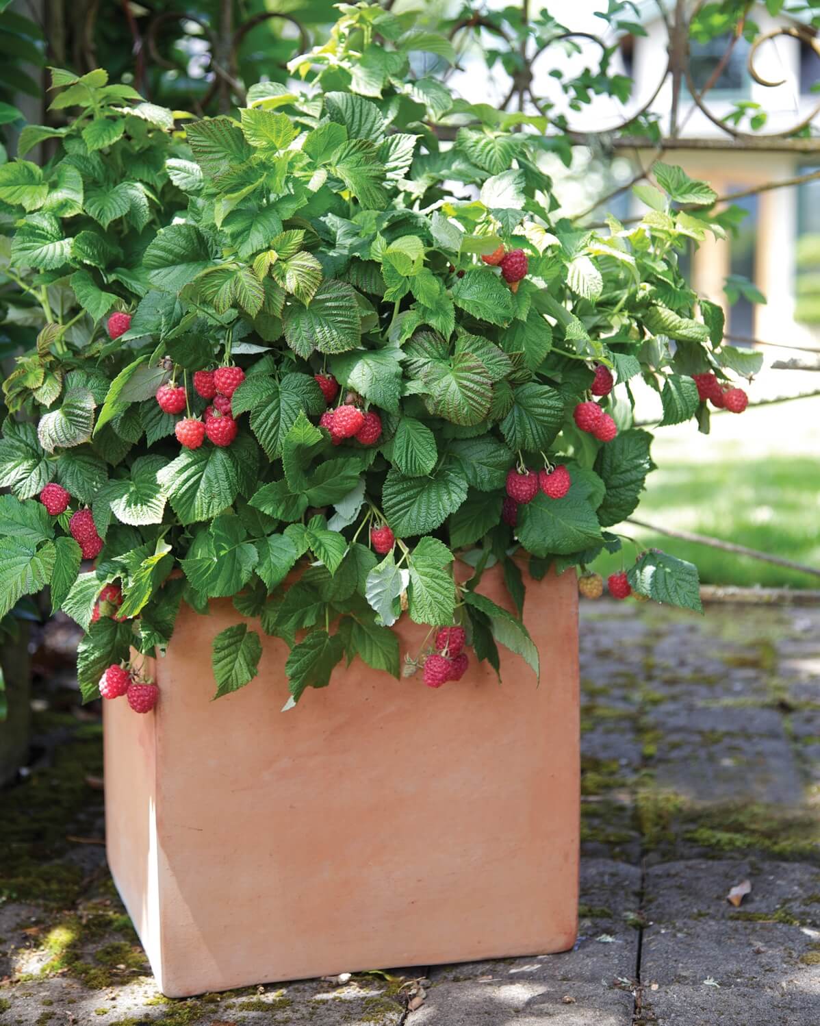 Raspberry plant growing in a pot with detailed care instructions