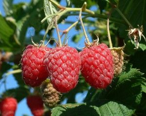 raspberry bush