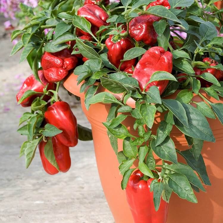 red bell peppers in a pot