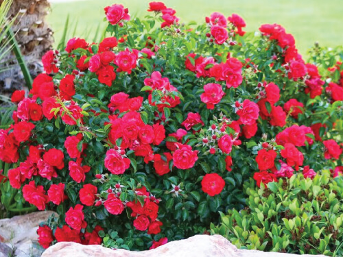 red rose bush