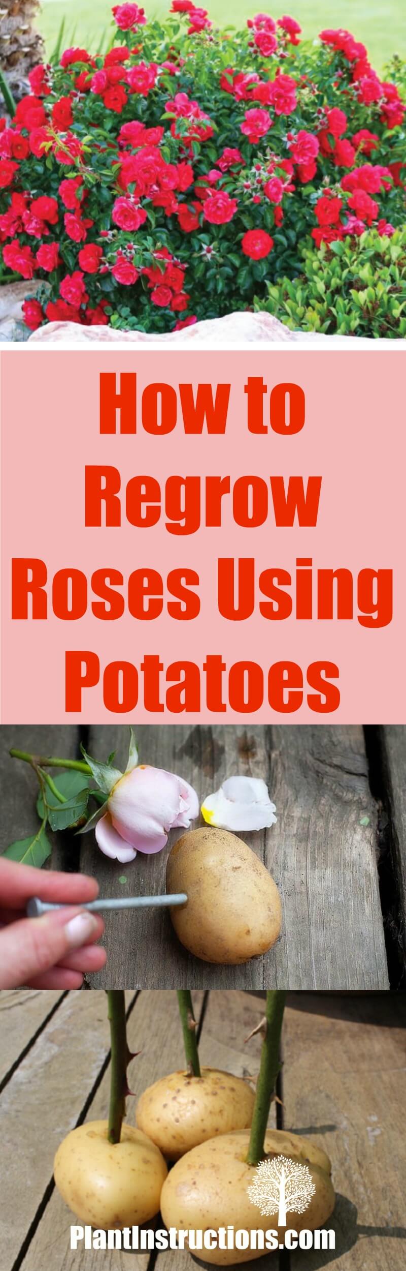 How to Regrow Roses Using Potatoes - Plant Instructions