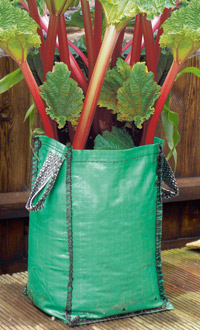 rhubarb in pot