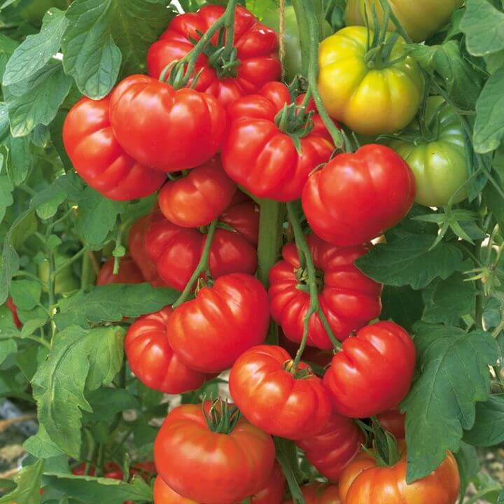 tomato plant