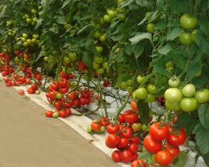 tomatoes in a garden