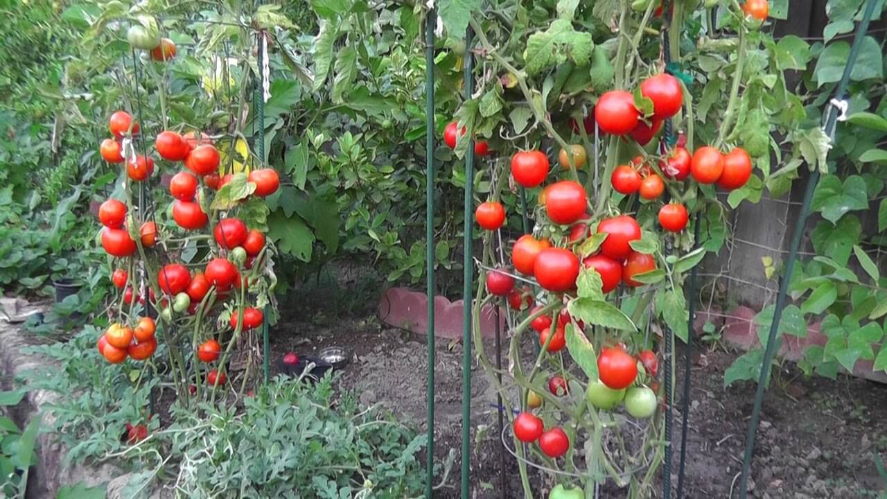 tomatoes in cages