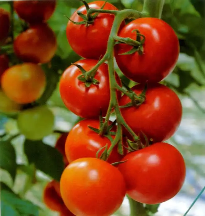 tomatoes on the vine